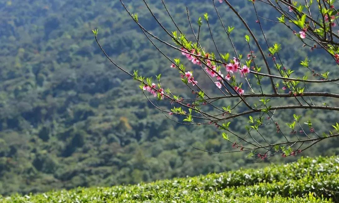 茶园旁桃花盛放.