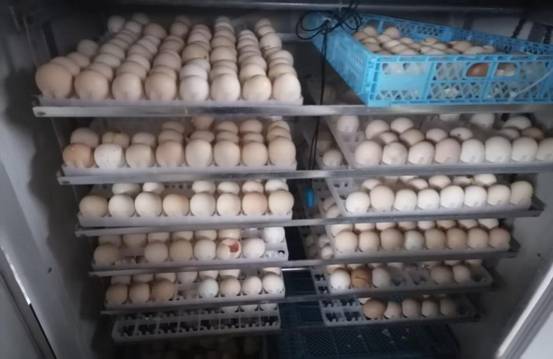 a03ca65d5d0e2c2384121ae3a4f822b